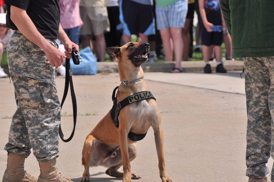 K-9 DSC 7842